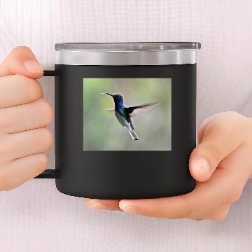 Discover White-necked Jacobin Hummingbird 14oz Stainless Steel Tumblers