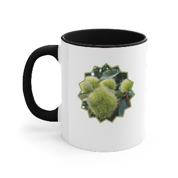 Discover CHESTNUTS...young Nuts Accent Mugs