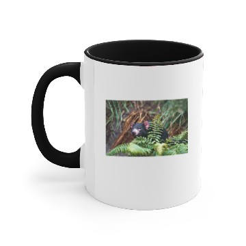 Discover Tasmanian Devil Encounter Accent Mugs