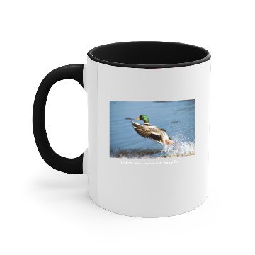 Discover Men's T / Mallard Duck Accent Mugs