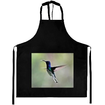 Discover White-necked Jacobin Hummingbird Aprons