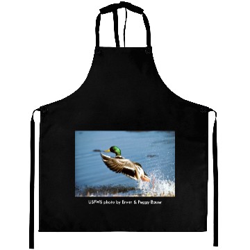 Discover Men's T / Mallard Duck Aprons