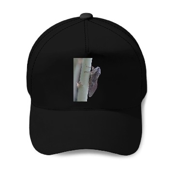 Discover Cicada Vector Cut Out Baseball Caps