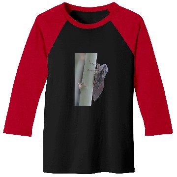 Discover Cicada Vector Cut Out Baseball Tees