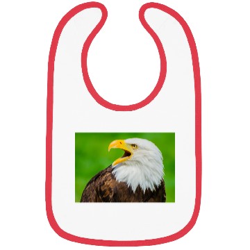 Discover Close-up Profile of a Bald Eagle Screeching Bibs