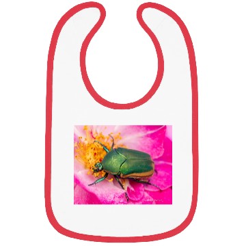 Discover Green Figeater Beetle On Pink Flower Bibs