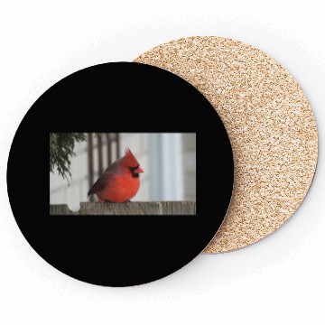 Discover Brilliant Cardinal Bird 2 Coasters