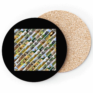 Discover Wildlife Stripe white Collage Coasters