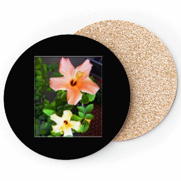 Discover Hibiscus 4 Coasters