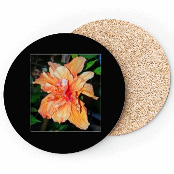 Discover Hibiscus 1 Coasters