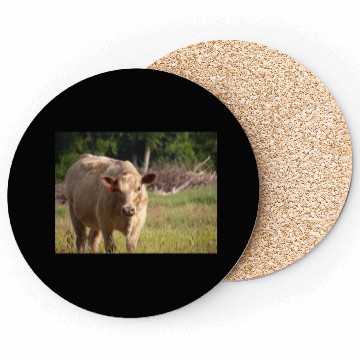 Discover Cow Coasters