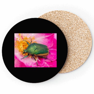 Discover Green Figeater Beetle On Pink Flower Coasters