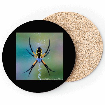 Discover Garden Spider Coasters