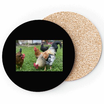Discover Farmyard Rooster and Chickens Illustration Coasters