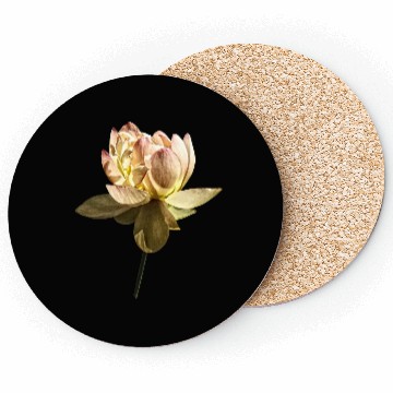 Discover Delicate Pink Lotus Coasters
