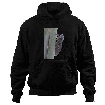 Discover Cicada Vector Cut Out Hoodies