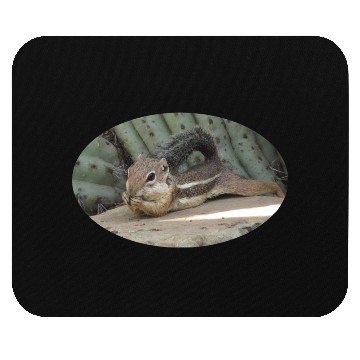 Discover Harris's antelope squirrel Mouse Pads