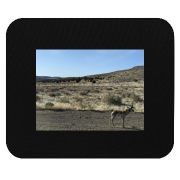 Discover Antelope near Grand Canyon West Mouse Pads