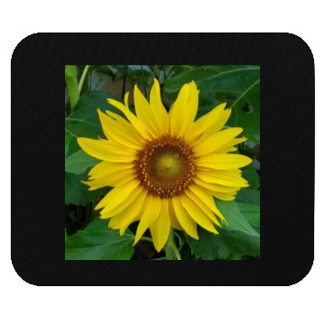 Discover My sunflower Mouse Pads