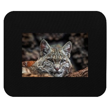 Discover Baby Bobcat, Cat, Stickers, Mouse Pads