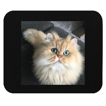 Discover Cat lover Mouse Pads