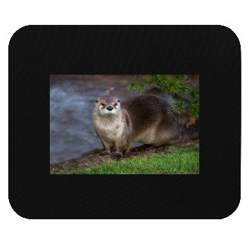 Discover Adorable Otter on the Riverbank Mouse Pads