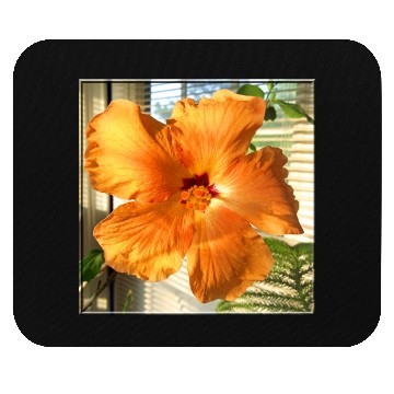 Discover Hibiscus 3 Mouse Pads