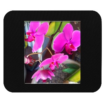 Discover Orchid 1 Mouse Pads