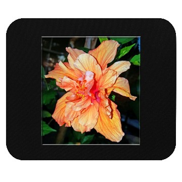 Discover Hibiscus 1 Mouse Pads