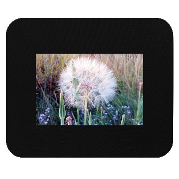 Discover Beautiful Look at a Western Salsify #101 Mouse Pads