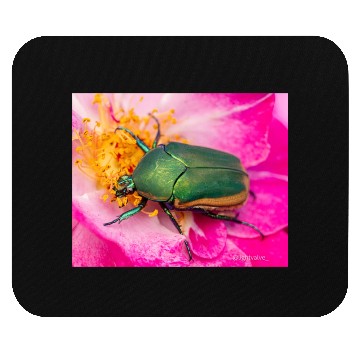 Discover Green Figeater Beetle On Pink Flower Mouse Pads