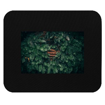 Discover Moss covered tree Mouse Pads