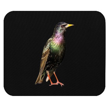 Discover 3 Bird Mouse Pads