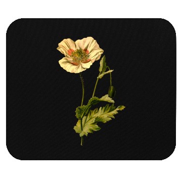 Discover Opium poppy (detailed) Mouse Pads