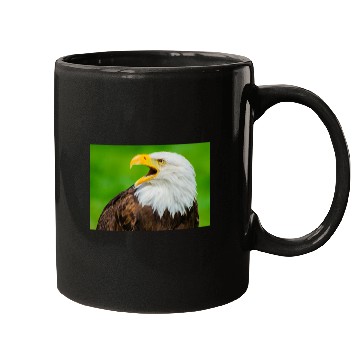 Discover Close-up Profile of a Bald Eagle Screeching Mugs
