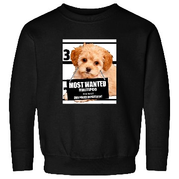 Discover Poodles mosts Wanted Maltipoo Maltese Miniature Poodle dog Poodle dog Sweatshirts