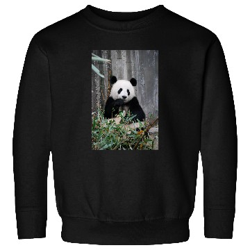 Discover Panda Pet Eating Bamboo Leaves Sweatshirts