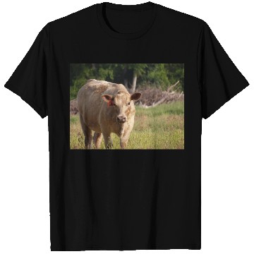 Discover Cow T Shirts