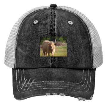 Discover Cow Trucker Hats