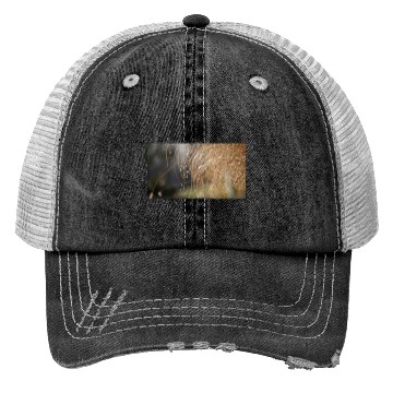 Discover Tiny Dew Drops on Delicate Golden Grass Trucker Hats
