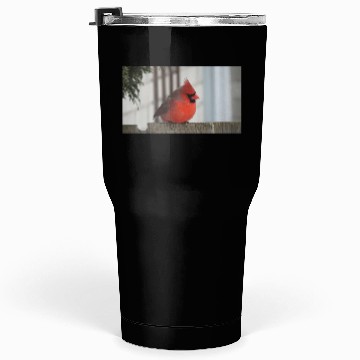 Discover Brilliant Cardinal Bird 2 Tumblers 30 Oz
