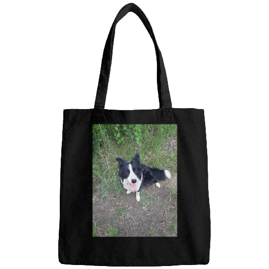 Border Collie 62 Bags