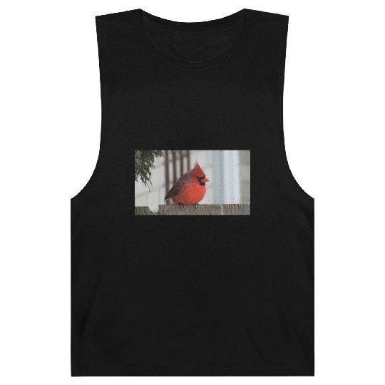 Brilliant Cardinal Bird 2 Barnard Tanks