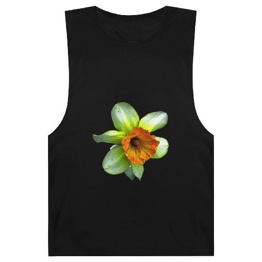 Blooming spring daffodil Barnard Tanks