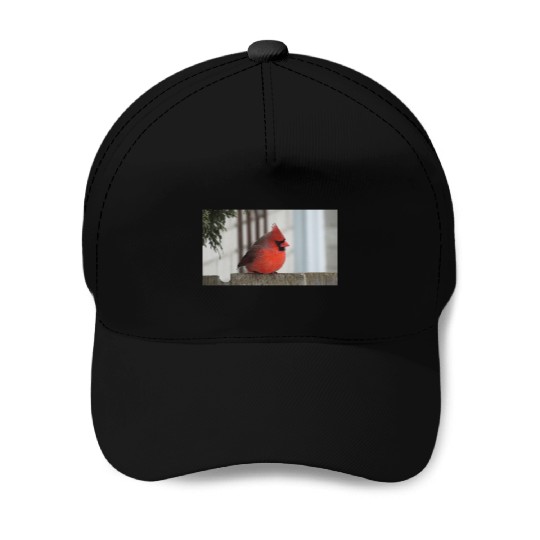 Brilliant Cardinal Bird 2 Baseball Caps