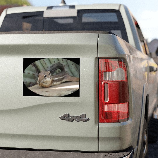 Harris's antelope squirrel Car Magnets
