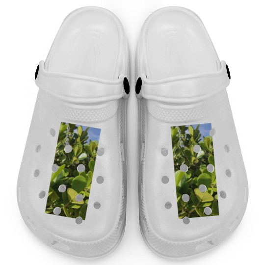 beautiful green plant in the garden Clogs