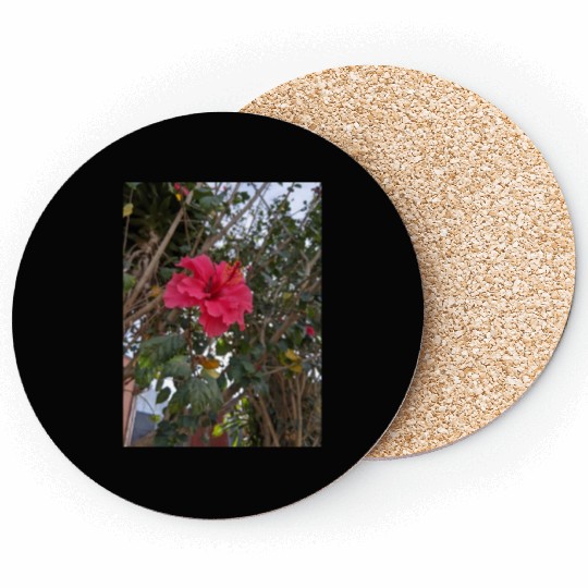 Hibiscus Coasters