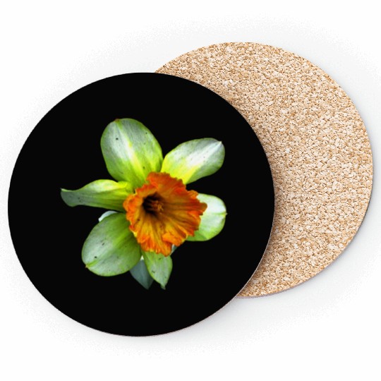 Blooming spring daffodil Coasters