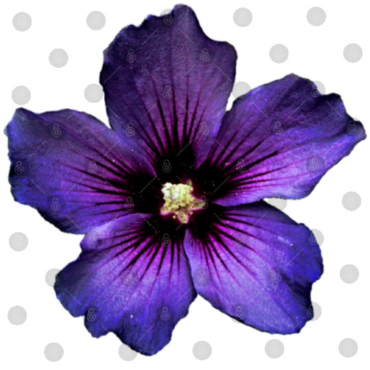 blue hibiscus Digital Files